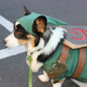 Illustration for article titled Had A Rough Day? Heres A Cosplaying Corgi